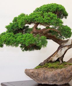 Cây Vạn Niên Thanh
