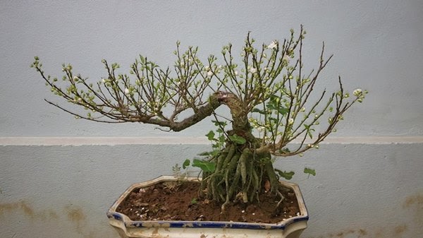 Cây mai trắng bonsai mini