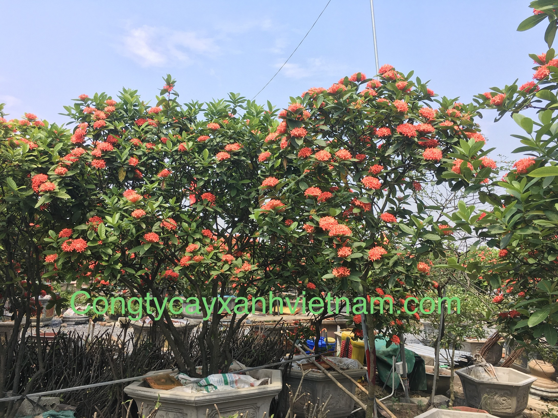  Cây Hoa Mẫu Đơn Ta - Cây Bông Trang